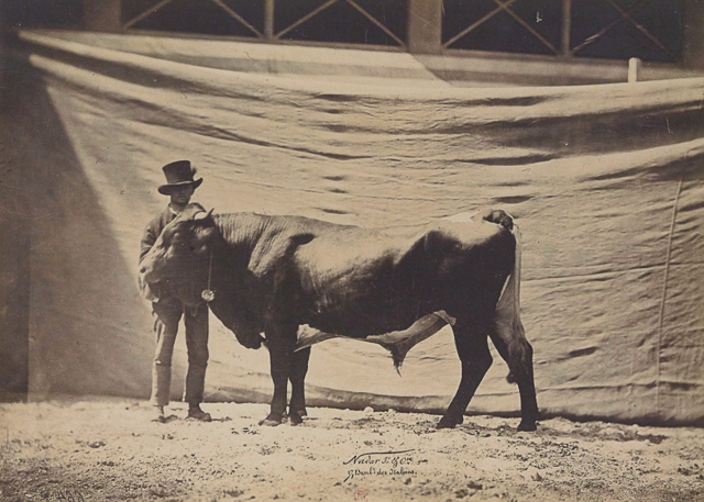 A Pinzgauer black bull documented by Adrien in 1856. Starting the previous year, Adrien photographed many animals for agricultural shows.