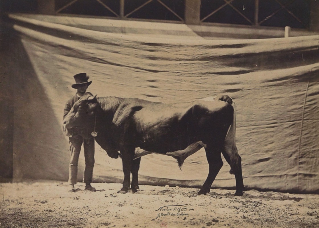 A Pinzgauer black bull documented by Adrien in 1856. Starting the previous year, Adrien photographed many animals for agricultural shows.